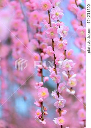 Vertical position: Weeping plum 1 Vertical position: Weeping plum 1 124231800