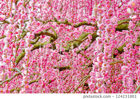 瀑布般的垂枝梅花 瀑布般的垂枝梅花 124231801