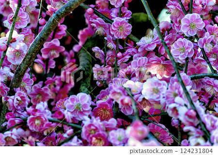 Plum blossoms Plum blossoms 124231804