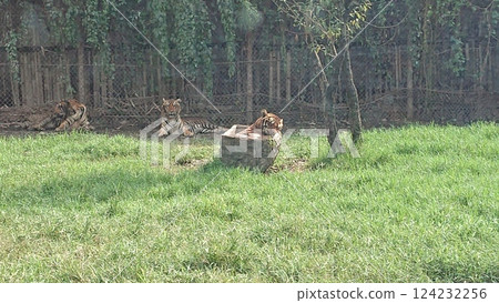 Relaxing tiger 124232256