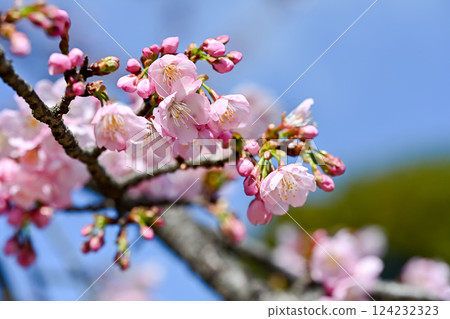 Sakurasaku Sakurasaku 124232323