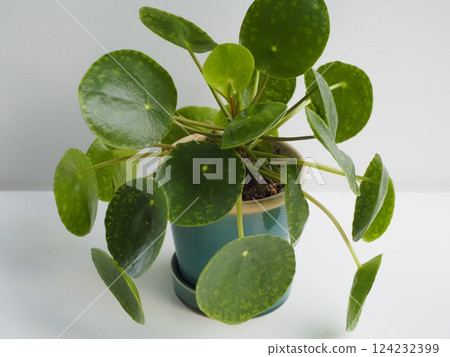 Houseplant Pilea peperomioides 124232399