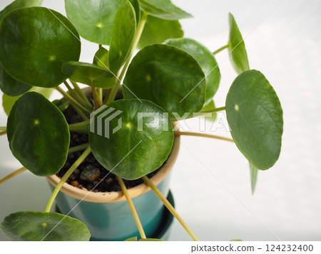 Houseplant Pilea peperomioides 124232400
