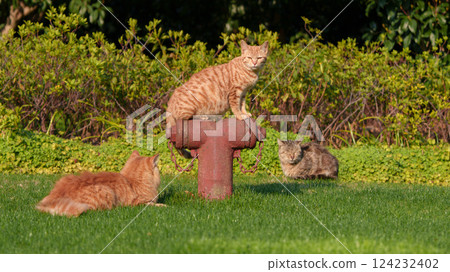 草地上曬日光浴的3隻小貓 124232402