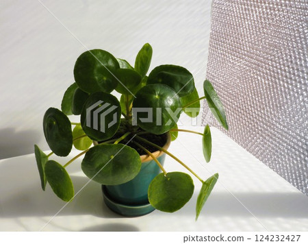Houseplant Pilea peperomioides 124232427
