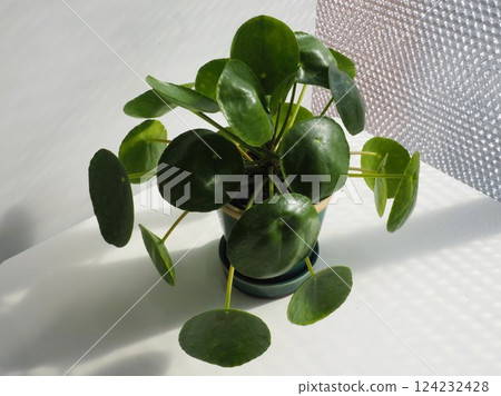 Houseplant Pilea peperomioides Houseplant Pilea peperomioides 124232428