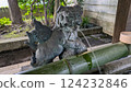 The spout of the Chozuya at Irugi Shrine 124232846