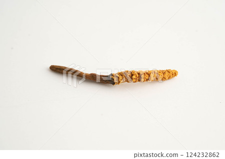 Cordyceps sinensis or Ophiocordyceps sinensis isolated on white background, mushroom herb treatment medicine. Cordyceps sinensis or Ophiocordyceps sinensis isolated on white background, mushroom herb treatment medicine. 124232862