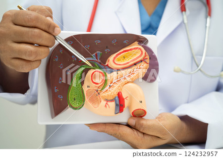 Liver with gallbladder, pancreas spleen and duodenum, Asian doctor holding human anatomy model for study diagnosis and treatment in hospital. 124232957
