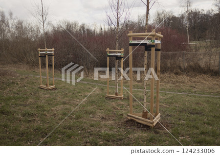 Newly Planted Trees in Wooden Stands on Open Ground in the Park Newly Planted Trees in Wooden Stands on Open Ground in the Park 124233006