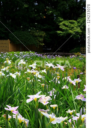 白色鳶尾花 白色鳶尾花 124233078