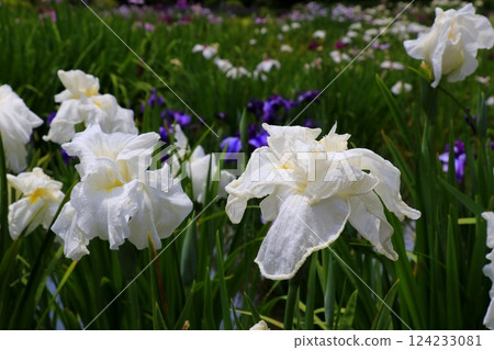 White irises 124233081