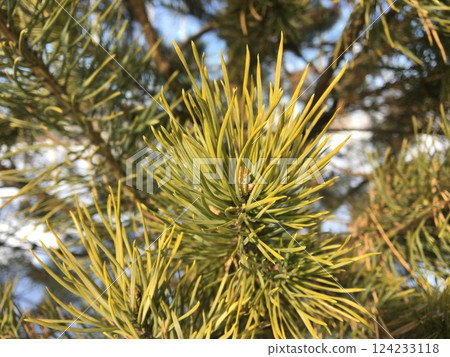 Close-up of pine needles. Conifer tree branches background. 124233118