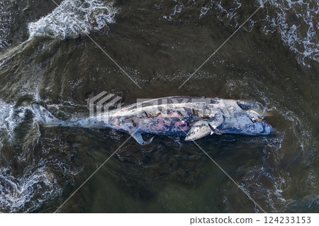 Dead whale on a Baja California Sur nearby a sandy beach bahia magdalena aerial drone panorama landscape 124233153