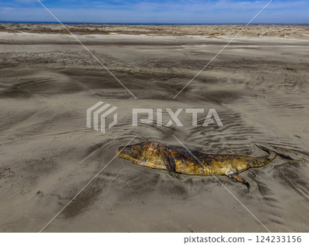 Dead whale on a Baja California Sur sandy beach bahia magdalena aerial drone panorama landscape in front of pacific ocean Dead whale on a Baja California Sur sandy beach bahia magdalena aerial drone panorama landscape in front of pacific ocean 124233156