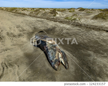 Dead whale on a Baja California Sur sandy beach bahia magdalena aerial drone panorama 124233157
