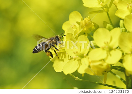 強姦花和蜜蜂 124233170