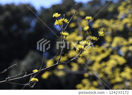 Flower of Sanshui 124233172