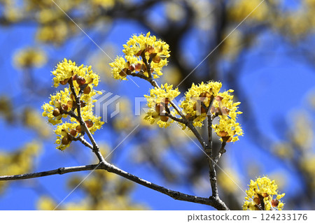 Flower of Sanshui 124233176