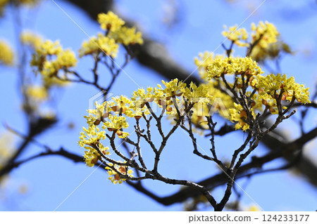 Flower of Sanshui Flower of Sanshui 124233177