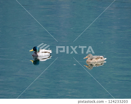 Duck down the river Duck down the river 124233203