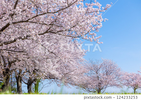 盛開的櫻花樹 124233253