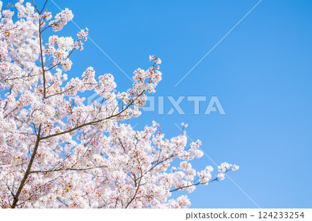 櫻花盛開 櫻花盛開 124233254