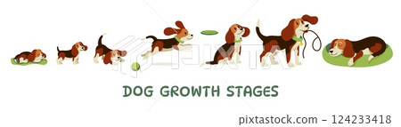 Dog growth. Cute puppy aging stages and adult dog characters, funny playful doggy, domestic animals of different ages, canine pet mascots. Vector dogs life cycle 124233418