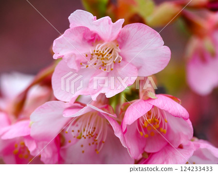 Kawazu櫻花的風景 124233433