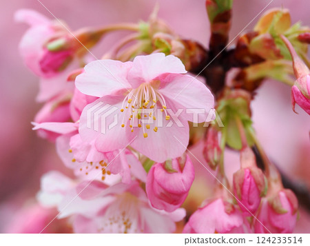 Scenery with Kawazu cherry blossoms 124233514