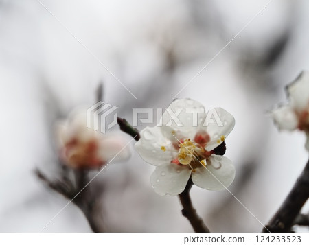 White plum blossoms after the rain herald the arrival of spring 124233523