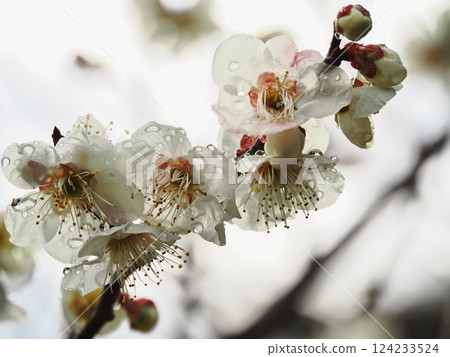雨後白梅花,預告春天的到來 雨後白梅花,預告春天的到來 124233524