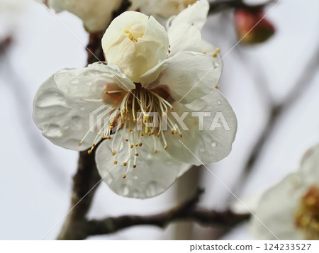 White plum blossoms after the rain herald the arrival of spring White plum blossoms after the rain herald the arrival of spring 124233527