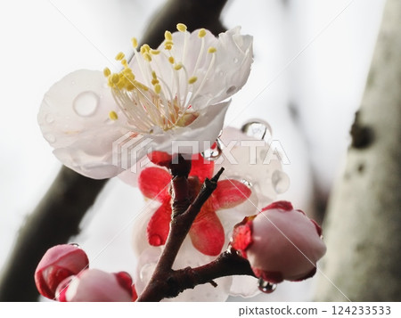 Red plum blossoms after the rain herald the arrival of spring Red plum blossoms after the rain herald the arrival of spring 124233533