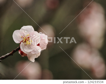 Red plum blossoms after the rain herald the arrival of spring 124233534