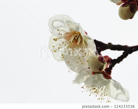 雨後白梅花，預告春天的到來 124233536