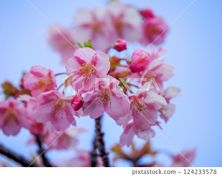 Scenery with Kawazu cherry blossoms Scenery with Kawazu cherry blossoms 124233578