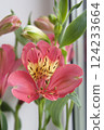 blooming scarlet alstroemeria, beautifully collected in a bouquet near the window 124233664
