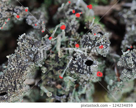 Lichen: Red lichen of the family Polytrichum commune Lichen: Red lichen of the family Polytrichum commune 124234859
