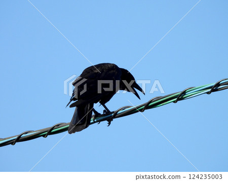 A crow that stops on the electric wire A crow that stops on the electric wire 124235003