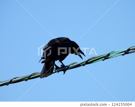 A crow that stops on the electric wire A crow that stops on the electric wire 124235004