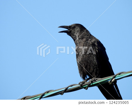 A crow that stops on the electric wire A crow that stops on the electric wire 124235005