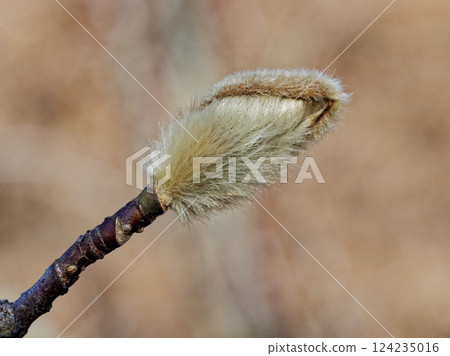 木蘭科花蕾 木蘭科花蕾 124235016