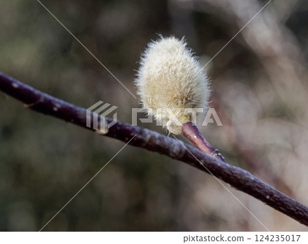 Flower buds of Magnoliaceae 124235017