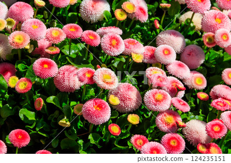 Beautifuln small marguerite flowers on spring flowerbed 124235151