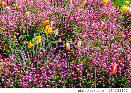 Colorful beautiful spring flowers on flowerbed in the garden Colorful beautiful spring flowers on flowerbed in the garden 124235152