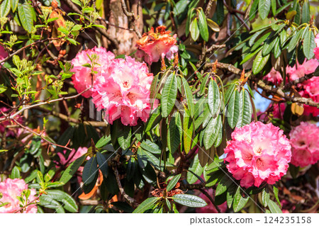 Beautiful blooming pink tree rhododendron (Rhododendron arboreum) in the botanical garden 124235158