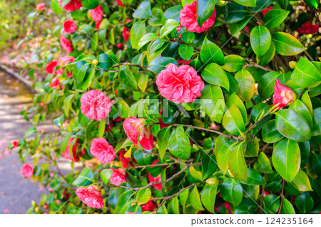 Beautiful blooming camellia tree in park Beautiful blooming camellia tree in park 124235164
