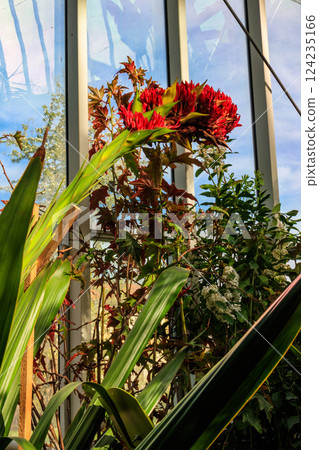 Beautiful blooming giant spear lily (Doryanthes palmeri) in greenhouse Beautiful blooming giant spear lily (Doryanthes palmeri) in greenhouse 124235166