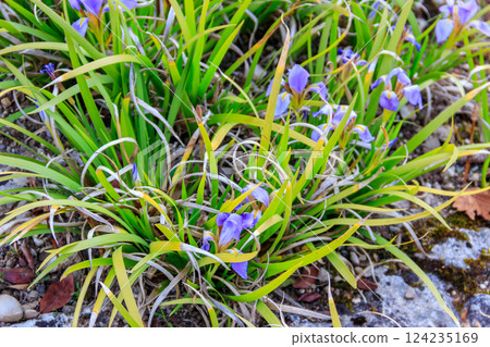 Blue dwarf irises in the garden 124235169